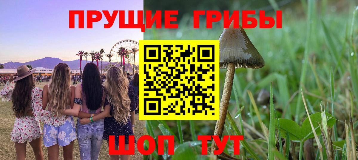 Псилоцибиновые грибы мицелий Кизляр